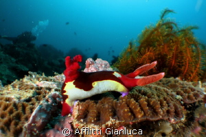 wide angle...macro     micro semi-fisheye by Afflitti Gianluca 